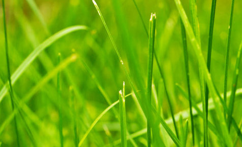 代理价格优势的在线轰炸电话软件版